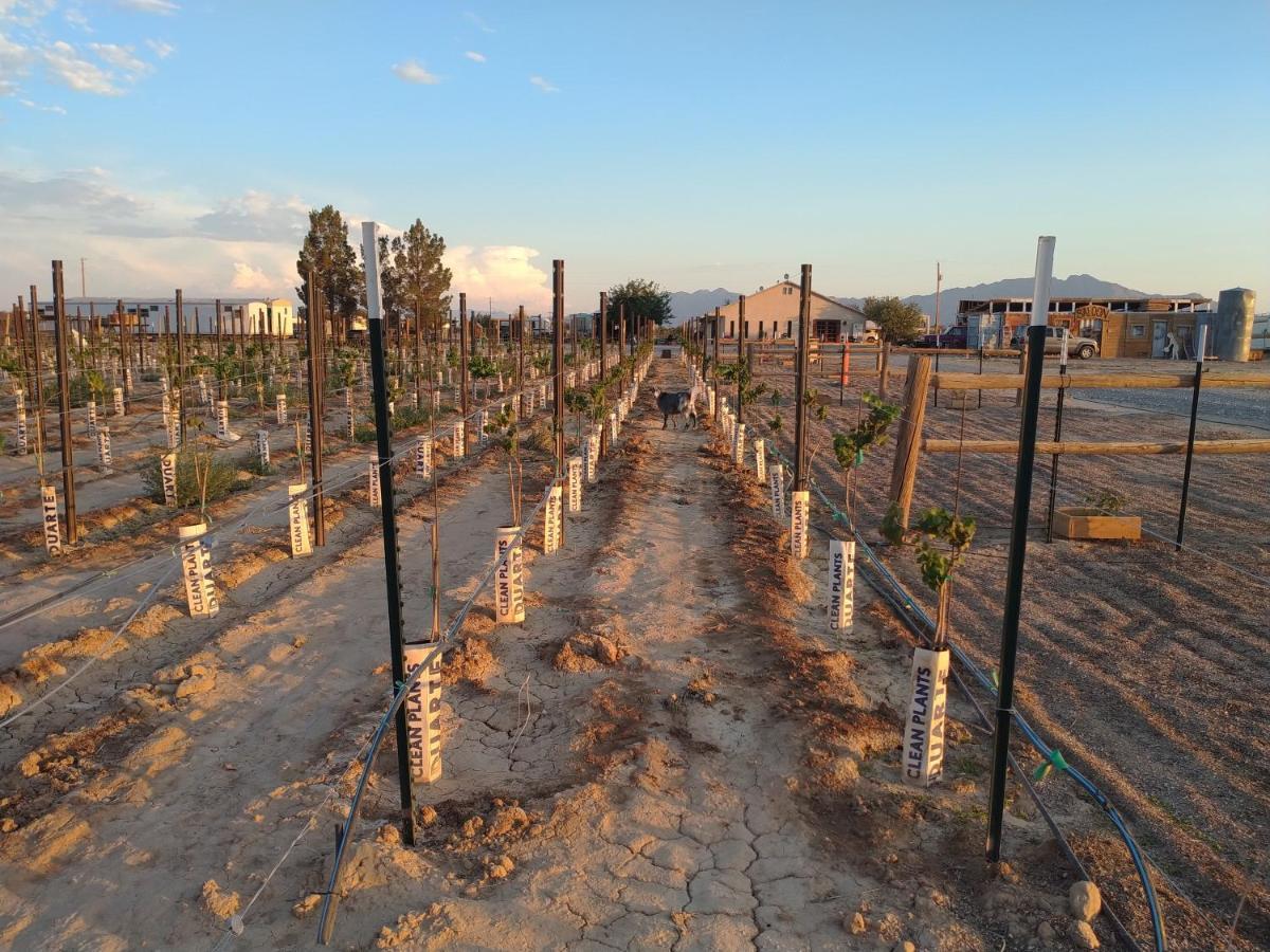 Black Star Ranch Vineyard Pahrump Bagian luar foto
